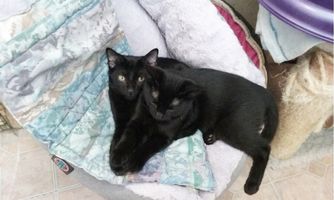 Danish couple adopts black cats from 4,800 miles away