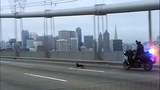 Chihuahua leads police on wild chase in San Francisco