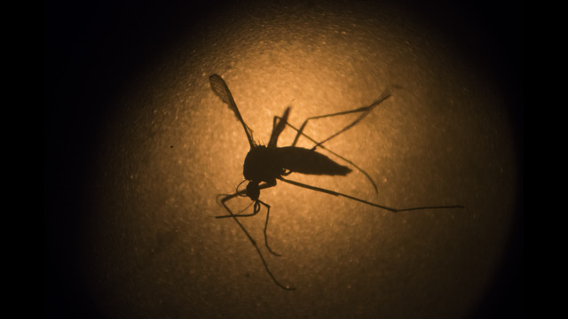 Ask Dr. John: Zika virus and traveling