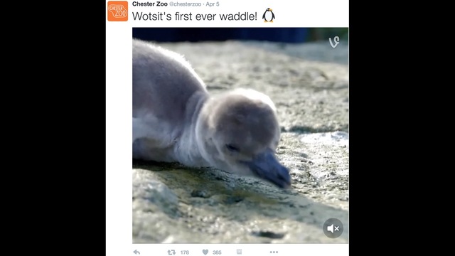 Watch adorable baby penguins born at U.K. zoo get a check up