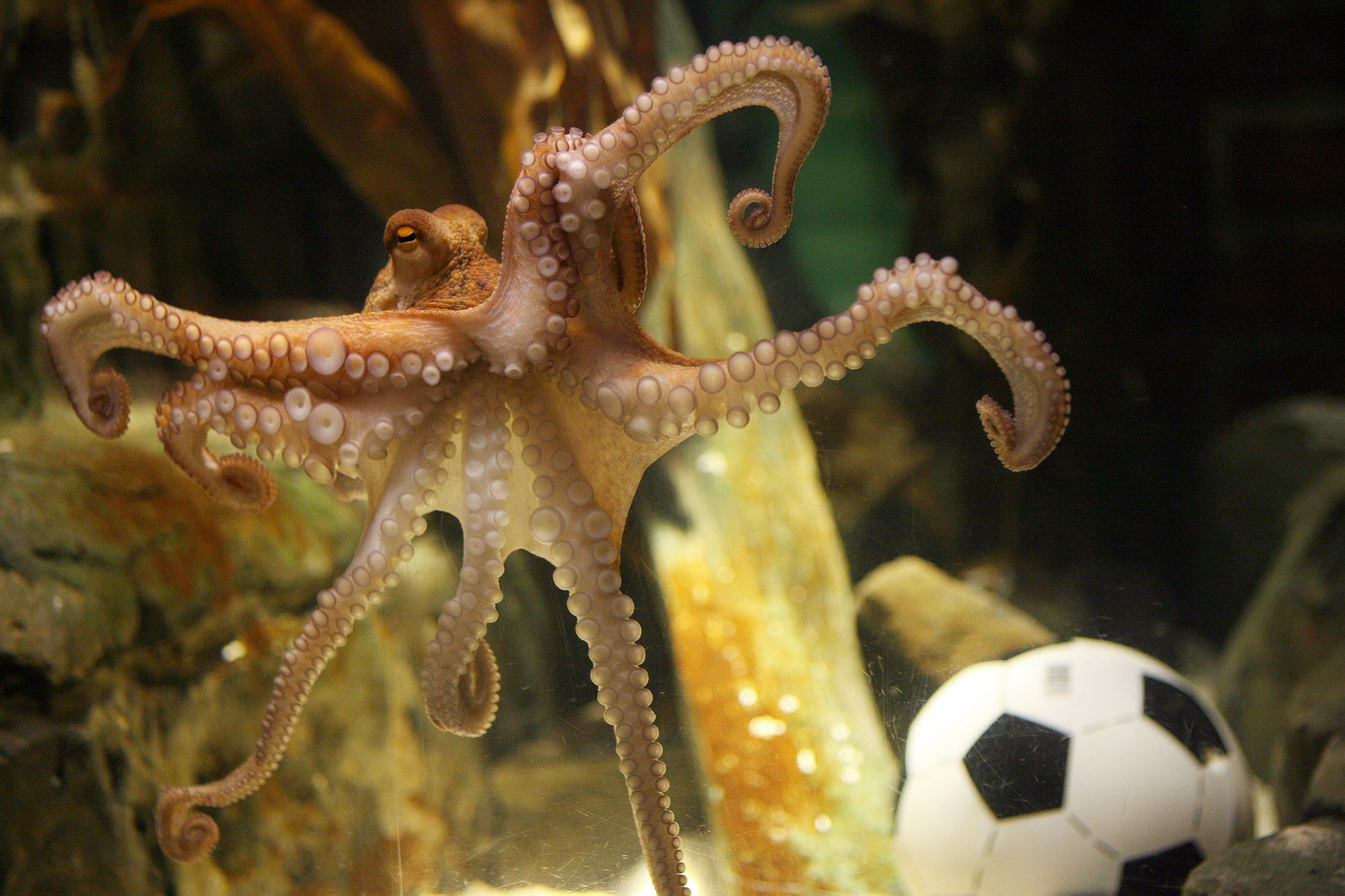 Sucker for soccer: octopus predicts World Cup finalist