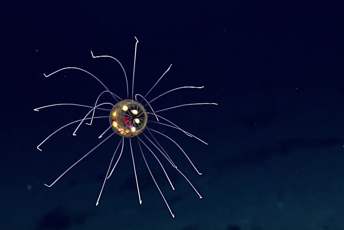 Newly discovered jellyfish looks like tiny UFO