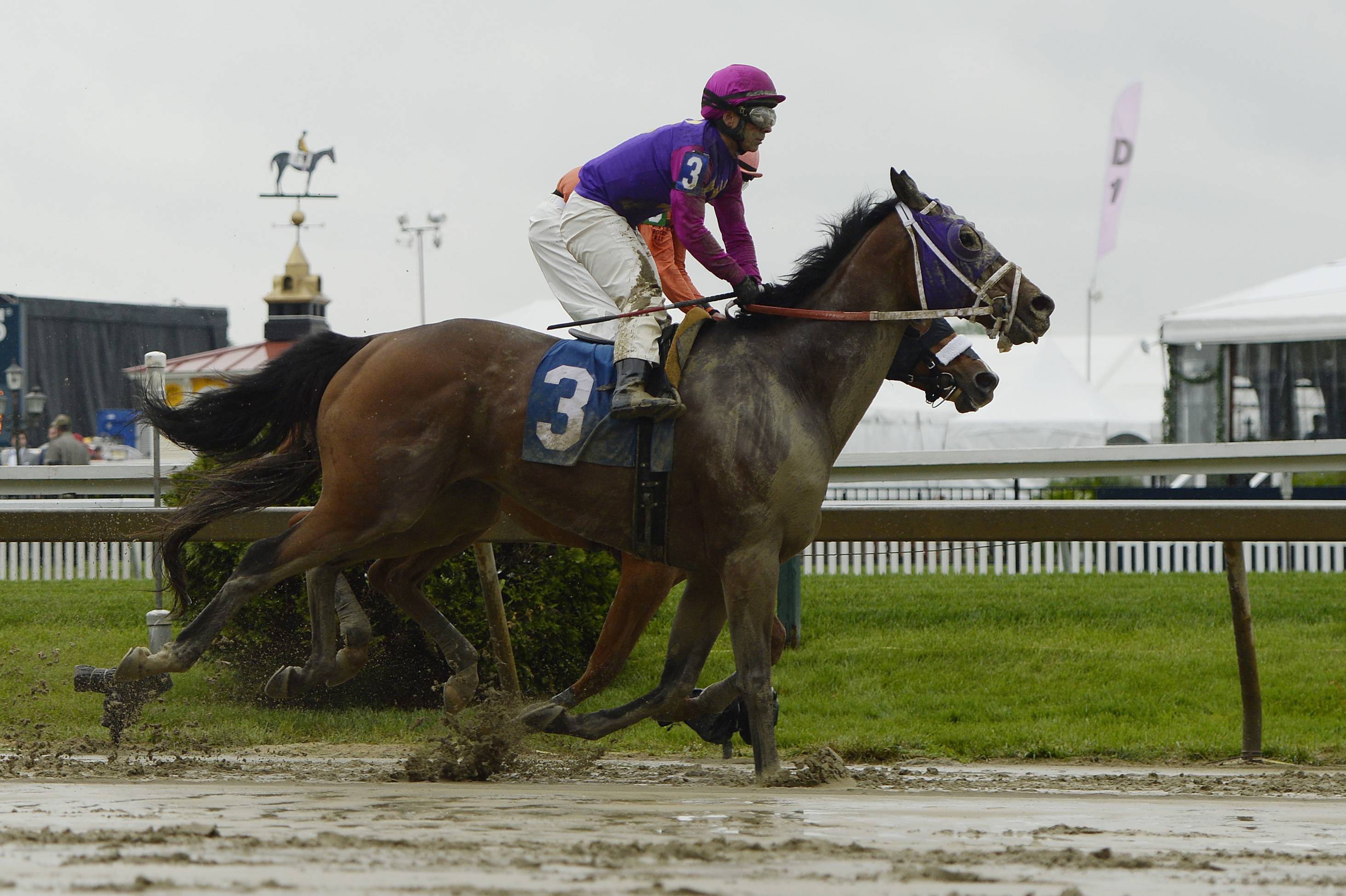 Preakness undercard Homeboykris winner dies after victory