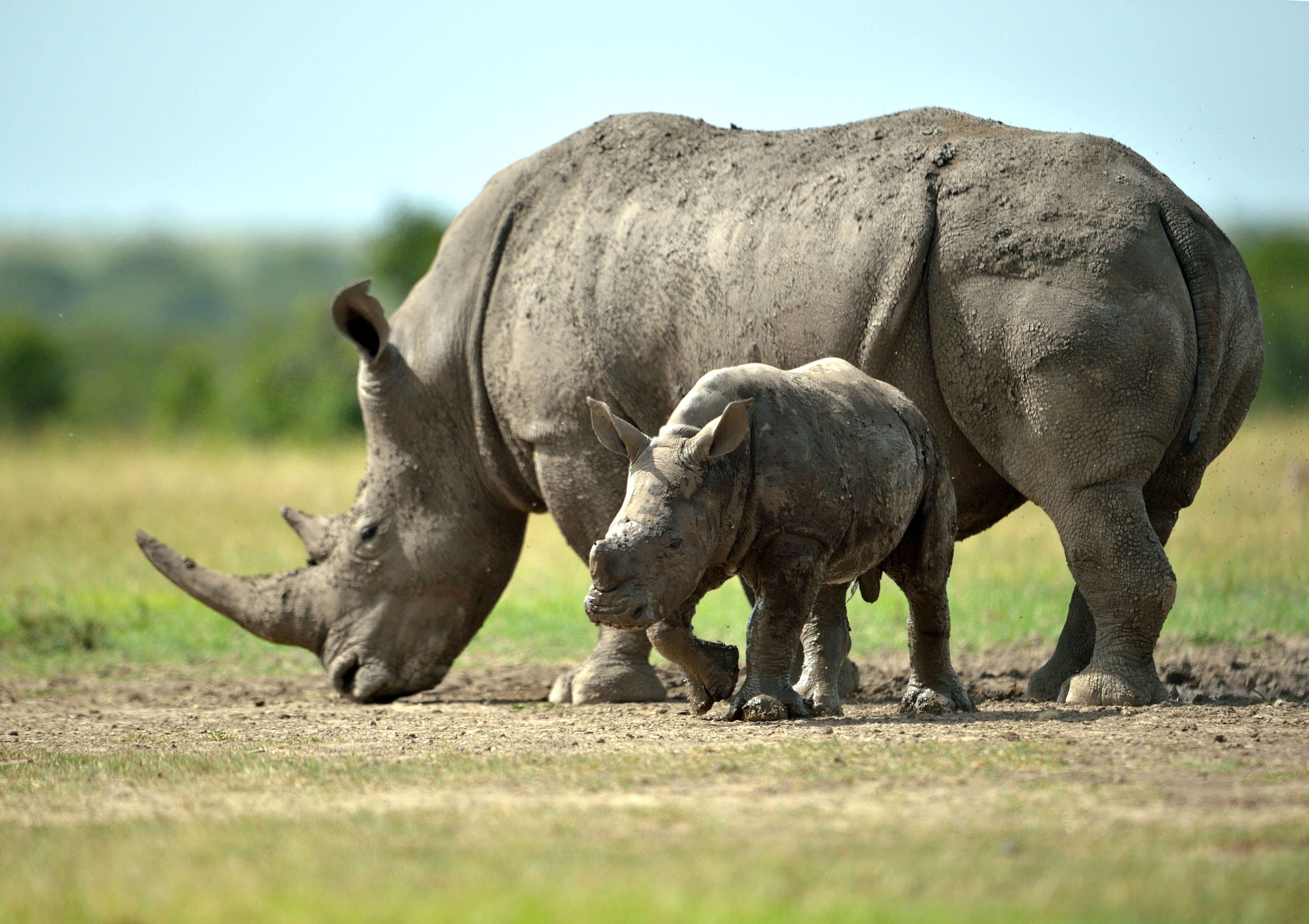 Conservation groups should remain resolute and say no to rhino horn trade