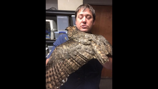 Injured Owl Gives Man Who Rescued Her A Hug In Sweet Photo