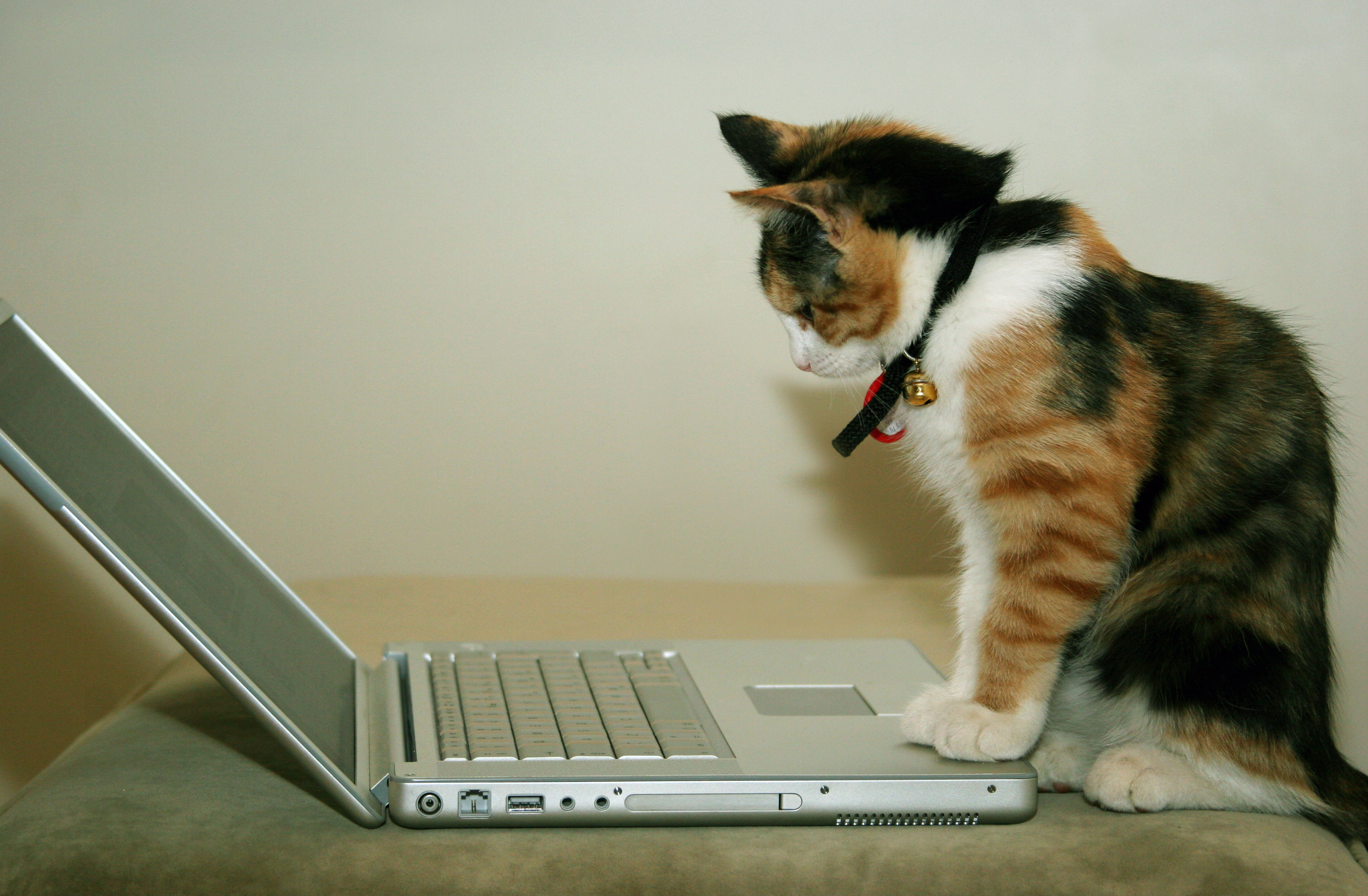 Трёхшёрстный (трёхцветный) котик за ноутбуком (компьютером, компом), фото на сером фоне